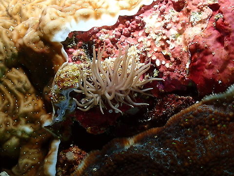 Phyllodesmium briareum  Fall,Geotagged,Indonesia,Phyllodesmium briareum