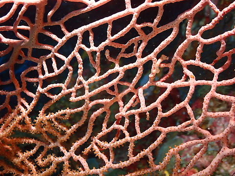 Denises pygmy seahorse - Hippocampus denise Please tell me when you find it :-) Denises pygmy seahorse,Fall,Geotagged,Hippocampus denise,Indonesia