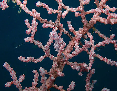 Bargibant's seahorse - Hippocampus bargibanti  Bargibant's seahorse,Fall,Geotagged,Hippocampus bargibanti,Indonesia