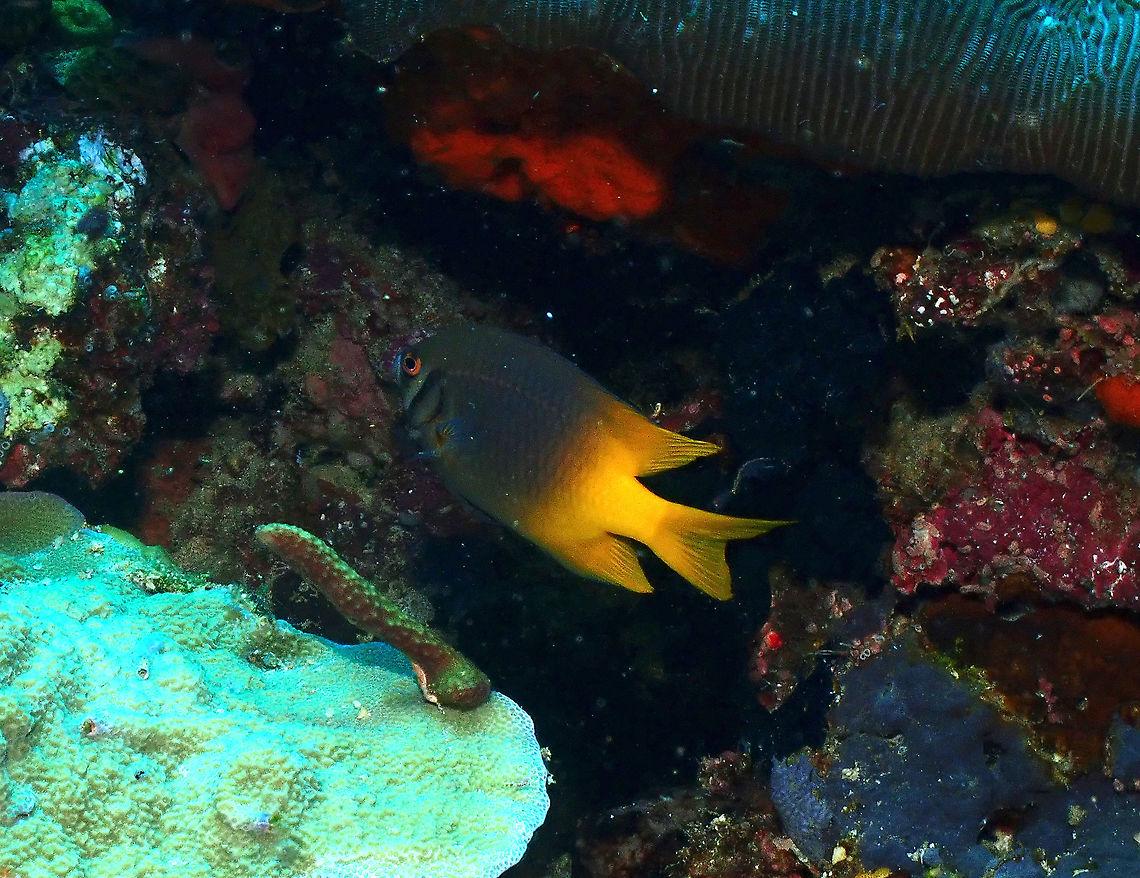 Black and Gold Chromis - Neoglyphidodon nigroris  Fall,Geotagged,Indonesia,Neoglyphidodon nigroris