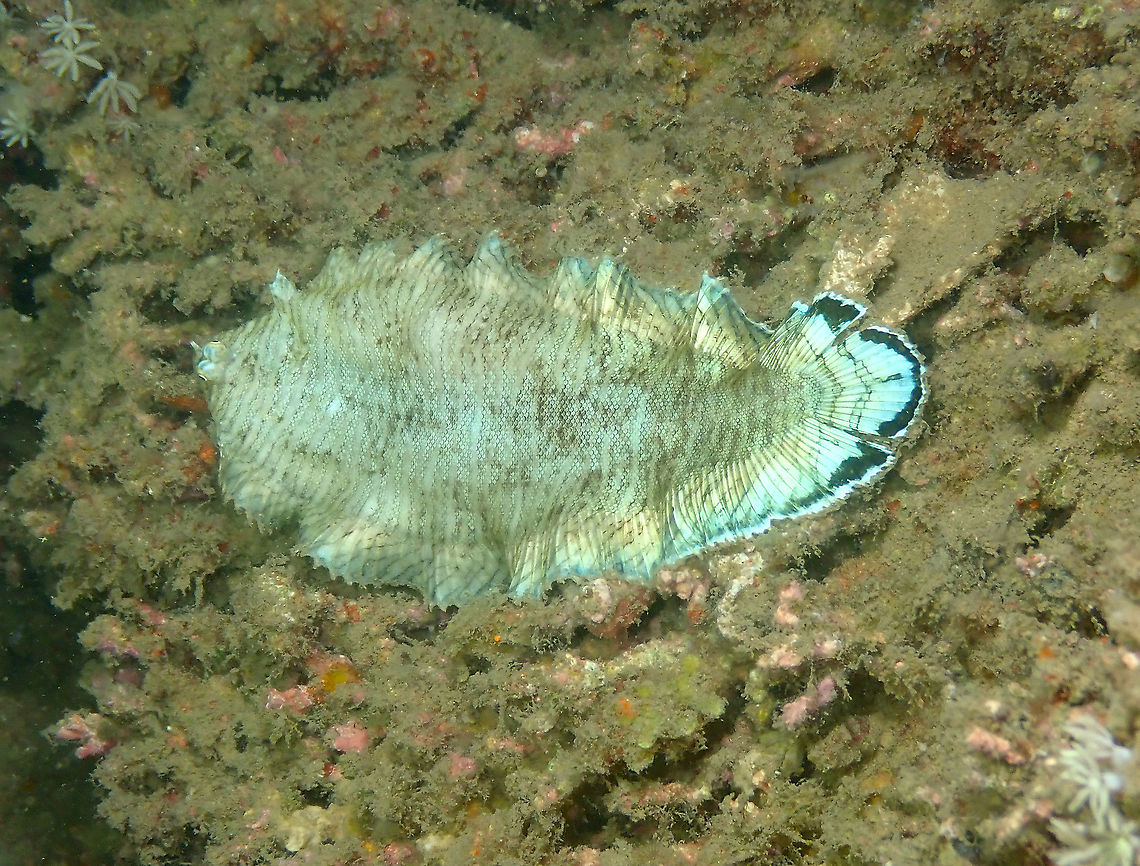 Banded Sole - Soleichthys heterorhinos Seen during a night dive. Fall,Geotagged,Indonesia,Soleichthys heterorhinos
