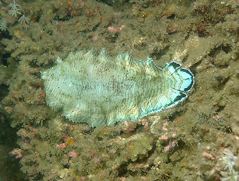 Banded Sole - Soleichthys heterorhinos Seen during a night dive. Fall,Geotagged,Indonesia,Soleichthys heterorhinos