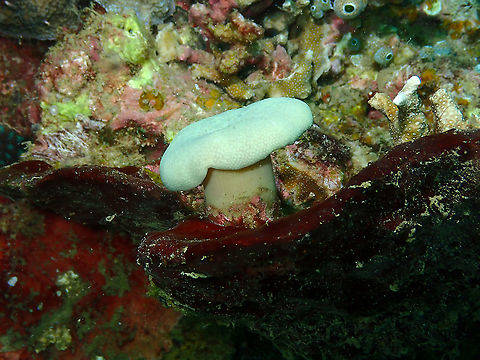 Sarcophyton crassocaule  Fall,Formosan Soft Coral,Geotagged,Indonesia,Sarcophyton crassocaule