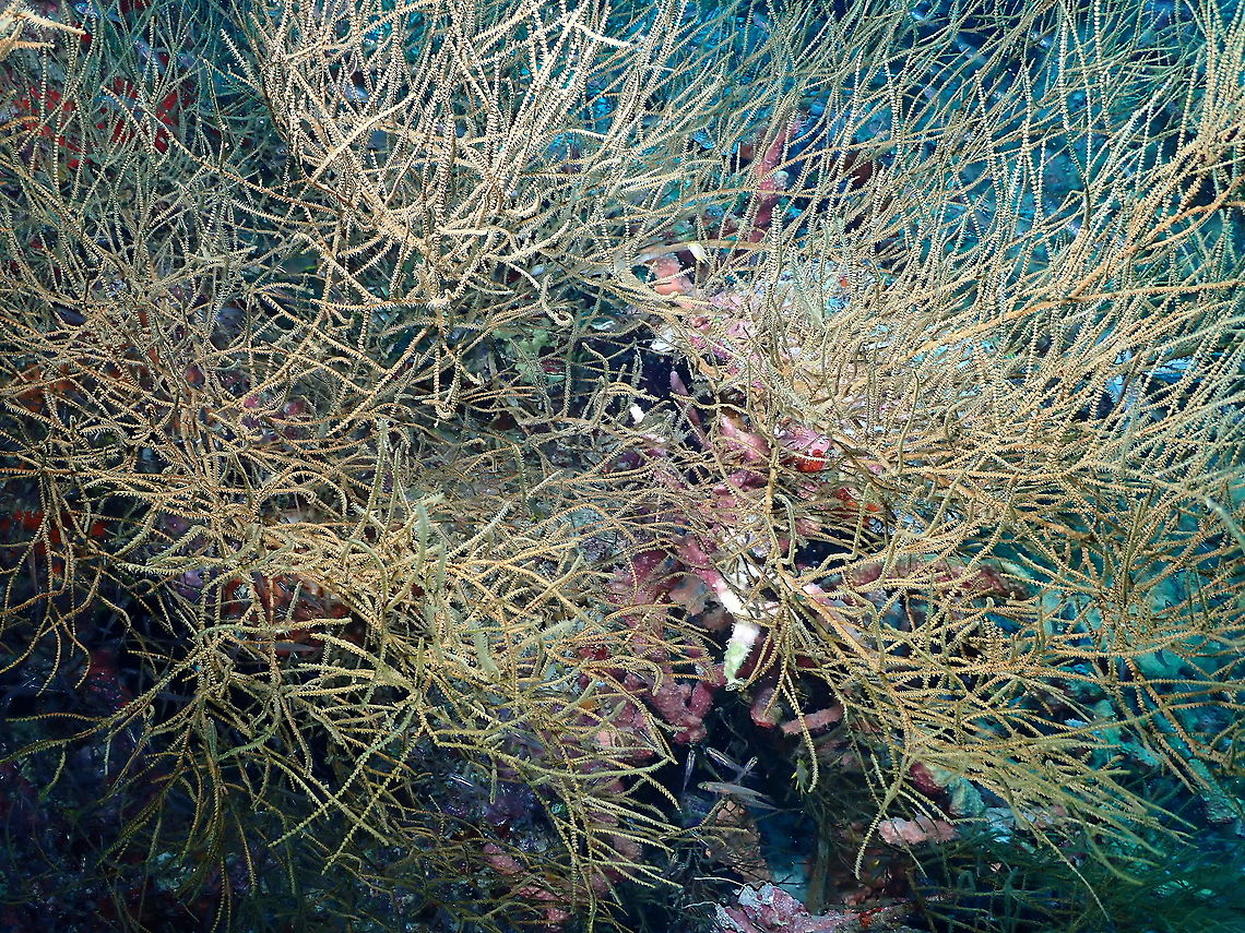 Antipathes sp Black Coral Probably Anthipates sp Antipathes,Fall,Geotagged,Indonesia