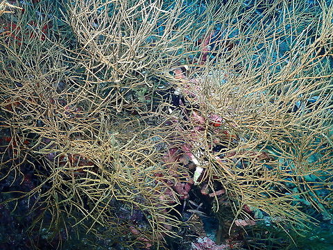 Antipathes sp Black Coral Probably Anthipates sp Antipathes,Fall,Geotagged,Indonesia