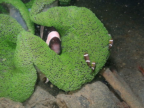 Saddleback clownfish - Amphiprion polymnus In the anemone Stichodactyla haddoni. Amphiprion polymnus,Fall,Geotagged,Indonesia,Saddleback clownfish