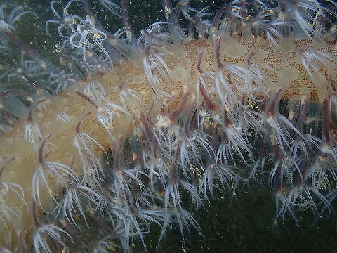 Finger shaped sea pen - Veretillum It may not be the same species but I find some facts here that can apply to Sea Pens of this genus: https://www.waterwereld.nu/veretillum.php Fall,Geotagged,Indonesia