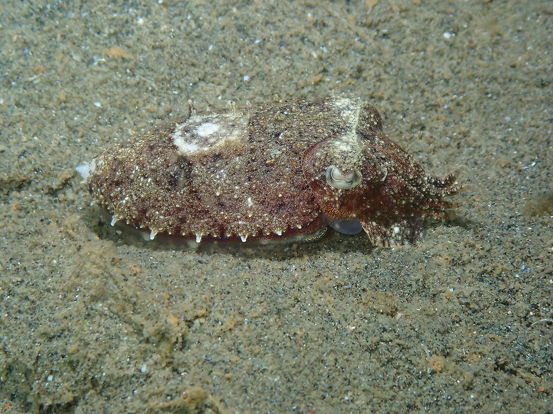 Needle Cuttlefish -Sepia aculeata Sepias are difficult. Tentative ID. Fall,Geotagged,Indonesia,Needle Cuttlefish,Sepia aculeata