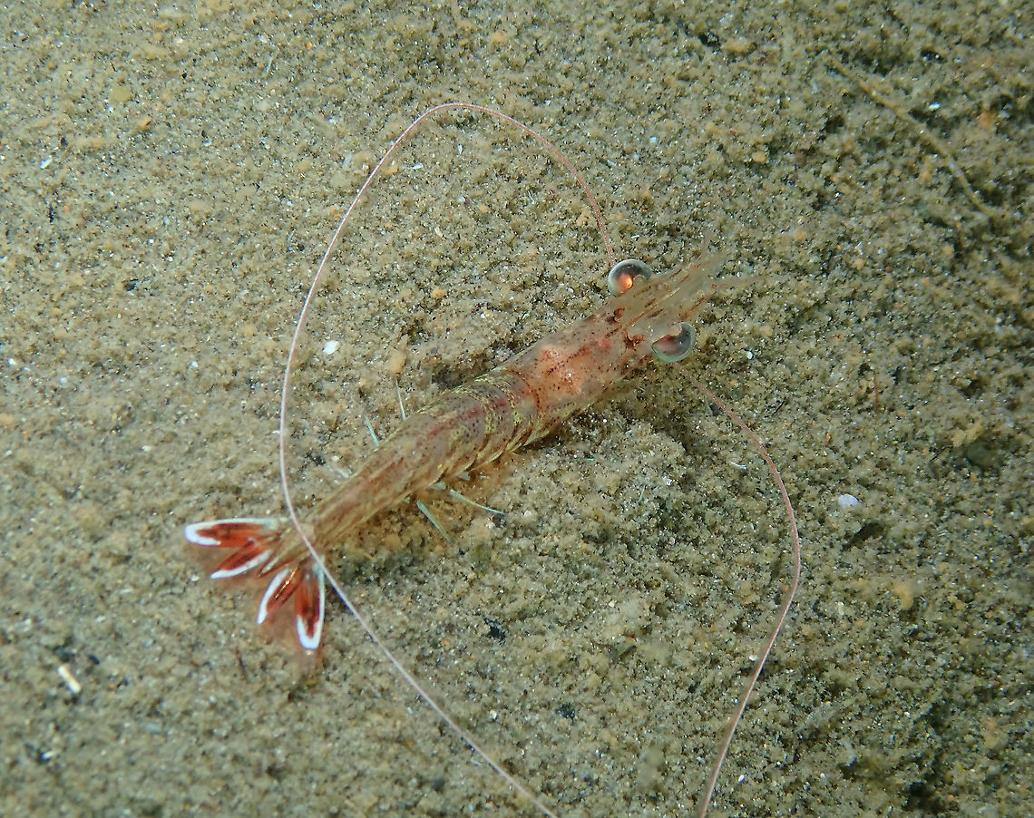 Nocturnal Prawn - Metapenaeus sp  Fall,Geotagged,Indonesia