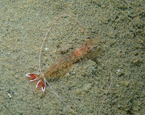 Nocturnal Prawn - Metapenaeus sp  Fall,Geotagged,Indonesia