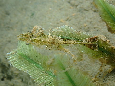 Heteropenaeus longimanus ID by similarity to some pics online like this one: https://www.poppe-images.com/?t=17&photoid=921061
The shrimp is a bit covered in debris so is hard to tell but it looks alike. Fall,Geotagged,Heteropenaeus longimanus,Indonesia