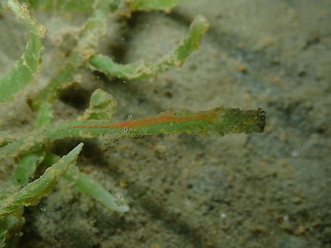 Tozeuma sp No idea which species is this one. Seen during a night dive. Fall,Geotagged,Indonesia,Ocellated Tozeuma Shrimp,Shrimp,Tozeuma,Tozeuma lanceolatum