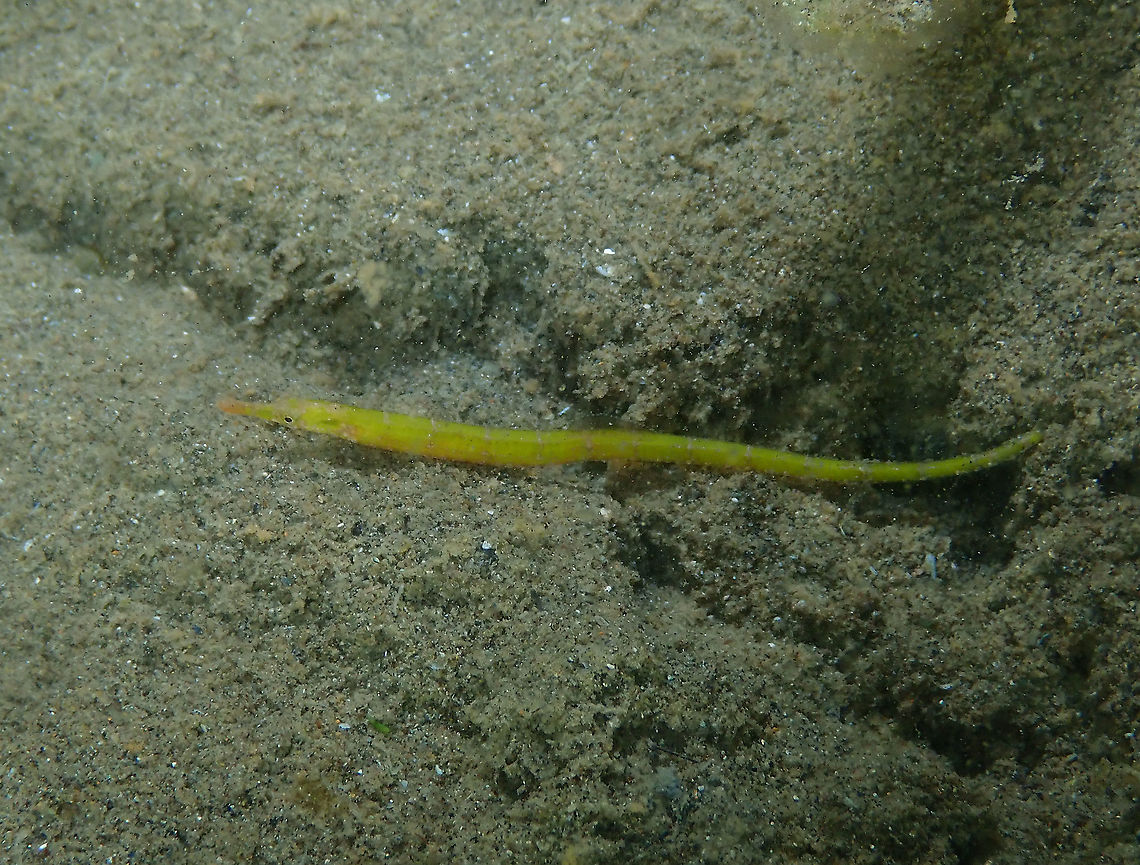 Pipefish Another beauty of the night yet to be IDed. Fall,Geotagged,Indonesia,Pipefish