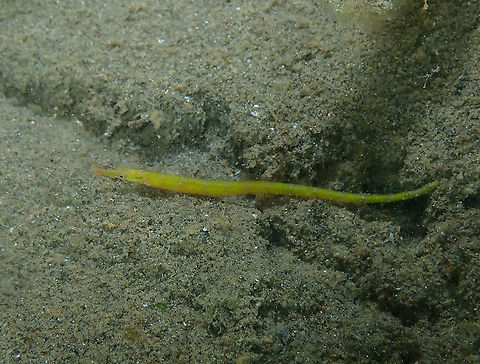 Pipefish Another beauty of the night yet to be IDed. Fall,Geotagged,Indonesia,Pipefish