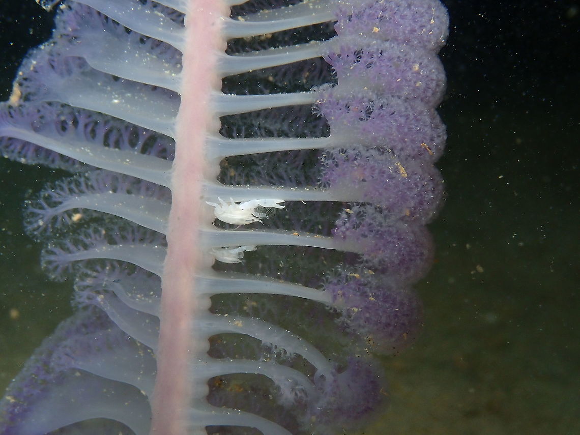 Porcellanella triloba in Virgularia If someone has an idea what they can be it will be very welcome! :-)<br />
Seen during a night dive.<br />
<figure class="photo"><a href="https://www.jungledragon.com/image/98124/porcellanella_triloba.html" title="Porcellanella triloba"><img src="https://s3.amazonaws.com/media.jungledragon.com/images/2298/98124_thumb.JPG?AWSAccessKeyId=05GMT0V3GWVNE7GGM1R2&Expires=1769040010&Signature=yU9mMxJbHGTe%2BBTUfhYlkGBa9b4%3D" width="200" height="150" alt="Porcellanella triloba https://www.jungledragon.com/image/98123/unidentified_crabs_in_virgularia.html Fall,Geotagged,Indonesia,Porcellanella triloba" /></a></figure> Fall,Geotagged,Indonesia,Porcellanella triloba