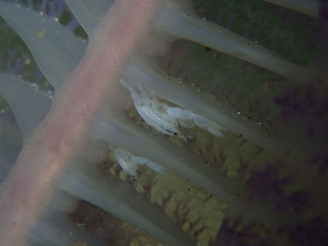 Porcellanella triloba https://www.jungledragon.com/image/98123/unidentified_crabs_in_virgularia.html Fall,Geotagged,Indonesia,Porcellanella triloba