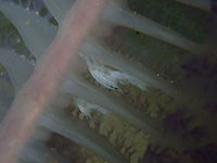 Porcellanella triloba https://www.jungledragon.com/image/98123/unidentified_crabs_in_virgularia.html Fall,Geotagged,Indonesia,Porcellanella triloba