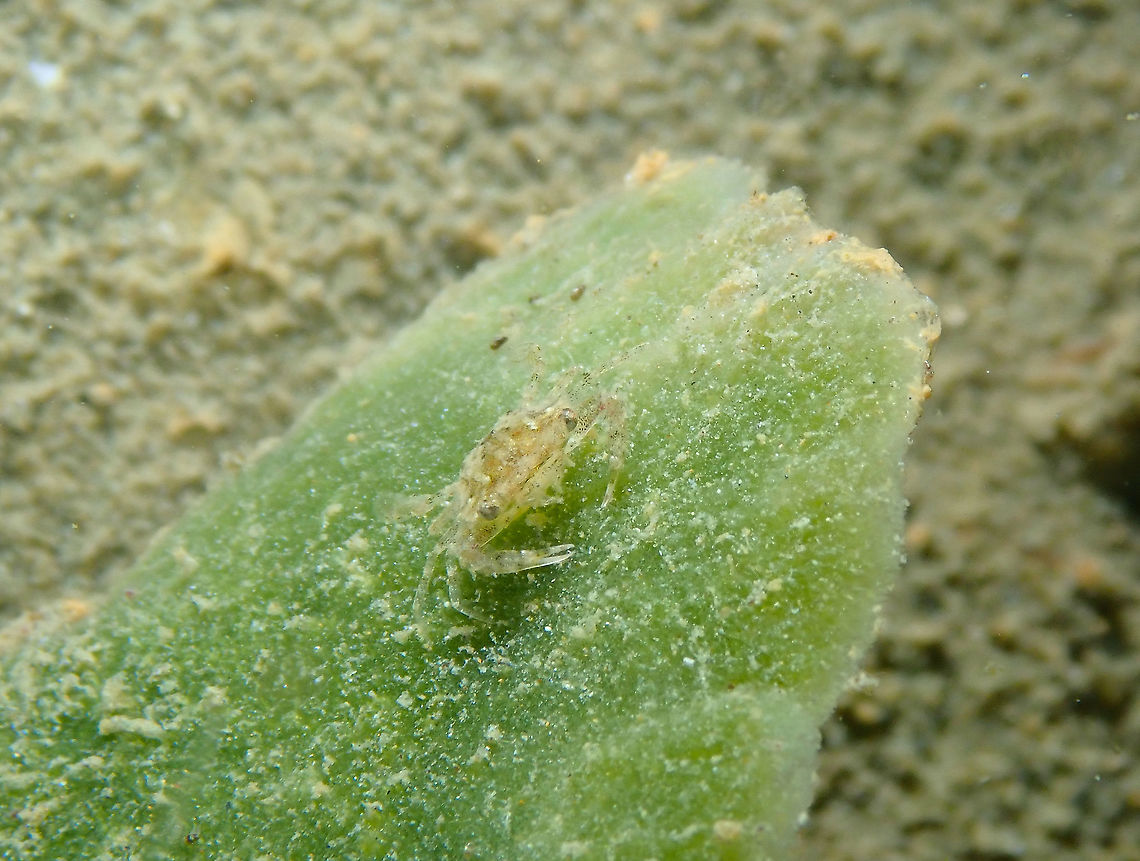 Little Crab in Avrainvillea Another yet unidentified beauty of the night dive, I think it could be a baby swimming crab of the genus Portunus but is hard to tell. Fall,Geotagged,Indonesia