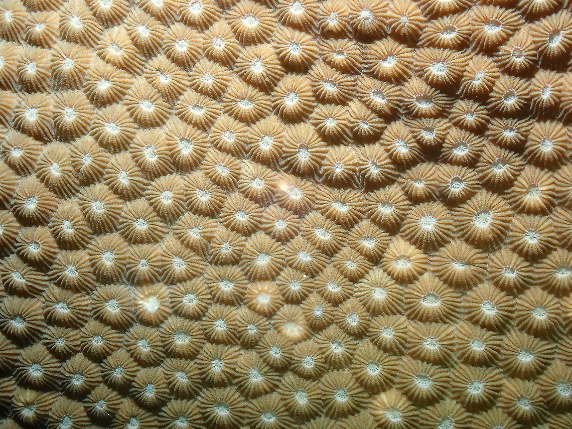 Honeycomb coral - Diploastrea heliopora  Diploastrea heliopora,Fall,Geotagged,Honeycomb coral,Indonesia