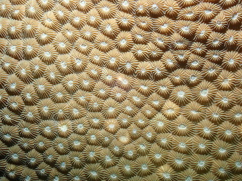 Honeycomb coral - Diploastrea heliopora  Diploastrea heliopora,Fall,Geotagged,Honeycomb coral,Indonesia
