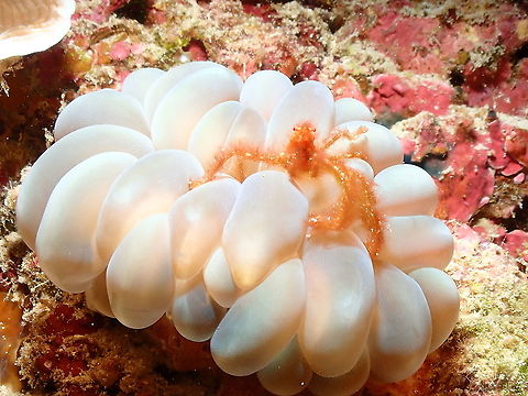 Orang-utan crab - Achaeus japonicus Always a welcome sight in the coral reef :-) Achaeus japonicus,Fall,Geotagged,Indonesia,Orang-utan crab