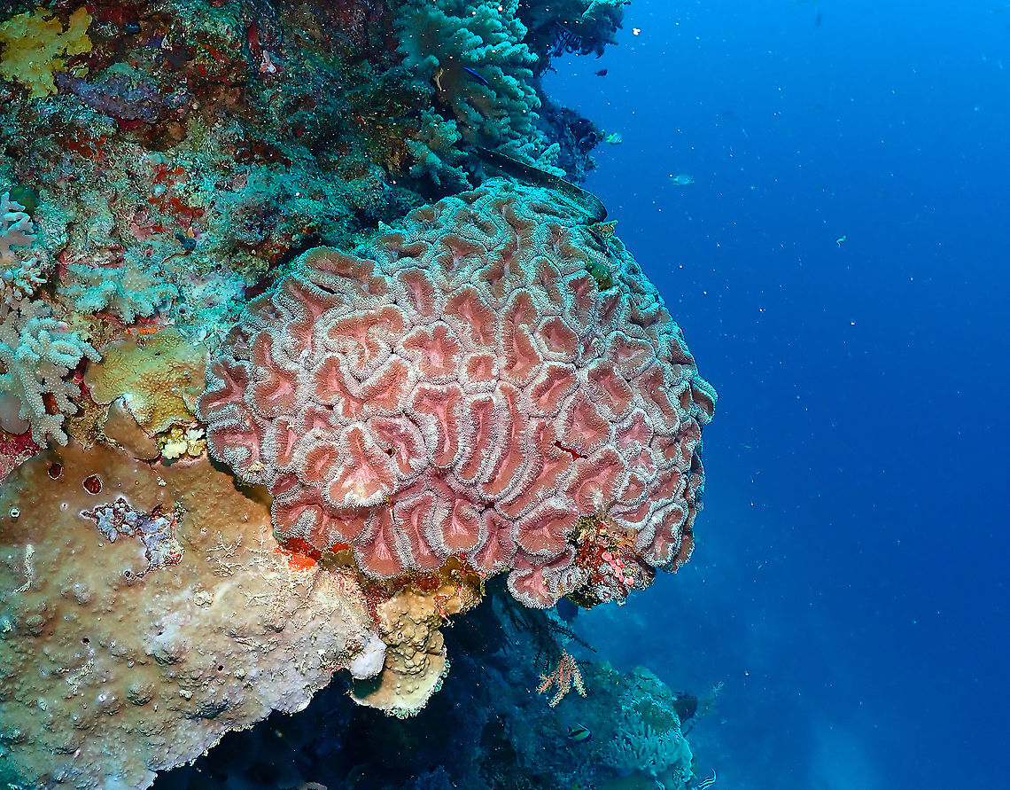 Lobed Brain Coral - Lobophyllia hemprichii A beauty from the coral walls! Fall,Geotagged,Indonesia,Lobophyllia hemprichii