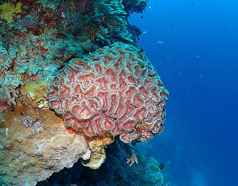 Lobed Brain Coral - Lobophyllia hemprichii A beauty from the coral walls! Fall,Geotagged,Indonesia,Lobophyllia hemprichii