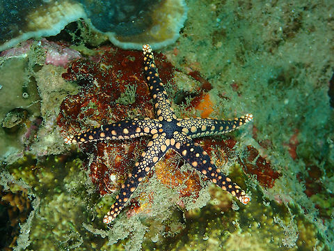 Hefferman's Starfish - Celerina heffernani  Celerina heffernani,Fall,Geotagged,Hefferman's Starfish,Indonesia