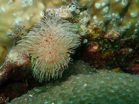 Protula magnifica  Fall,Geotagged,Indonesia,Protula bispiralis,Protula magnifica