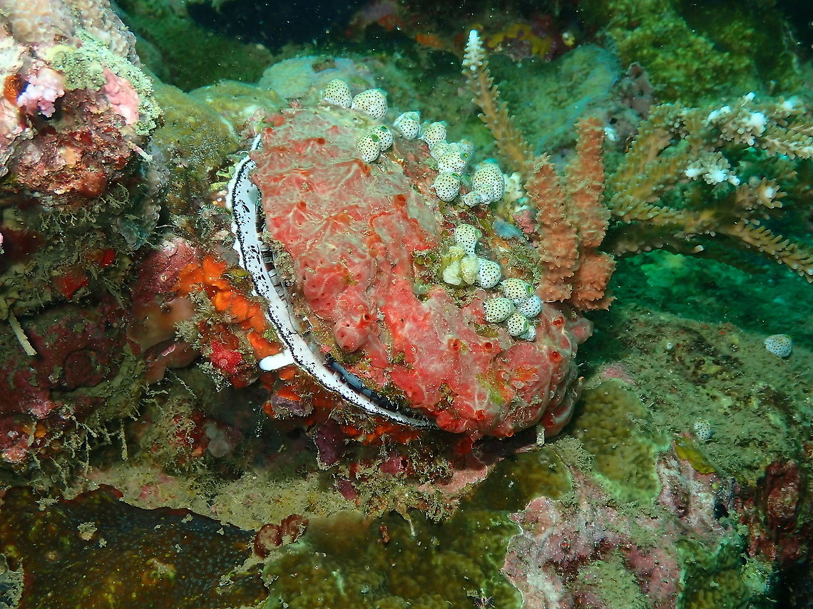 Scaly Thorny Oyster - Spondylus squamosus  Fall,Geotagged,Indonesia,Spondylus squamosus