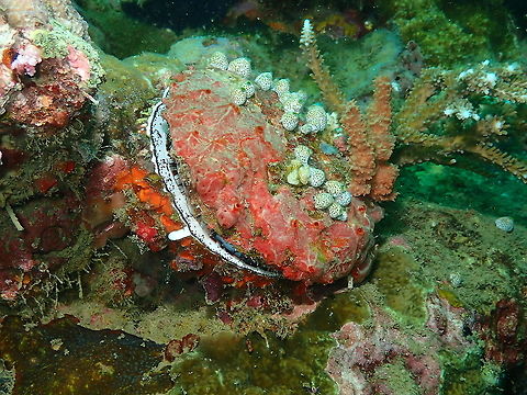 Scaly Thorny Oyster - Spondylus squamosus  Fall,Geotagged,Indonesia,Spondylus squamosus