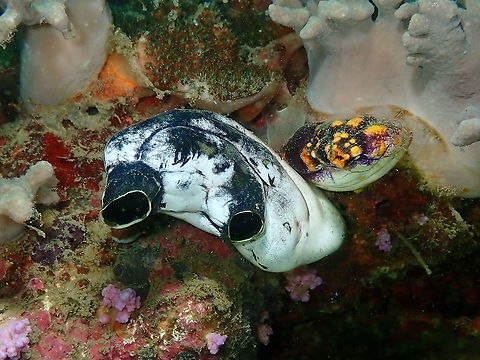 Ox heart ascidian - Polycarpa aurata First time I see this color variant! Fall,Geotagged,Indonesia,Ox heart ascidian,Polycarpa aurata