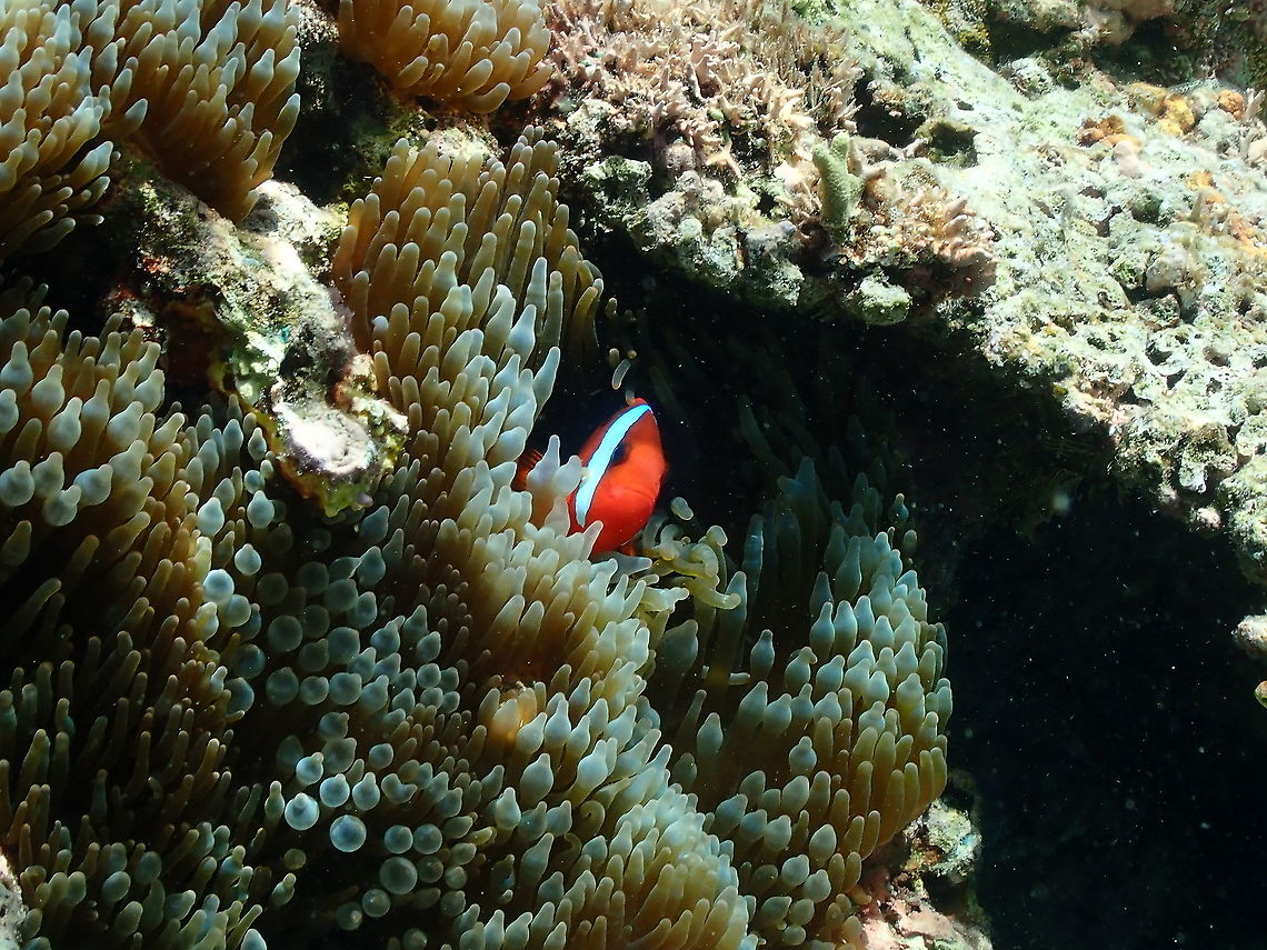 Cinnamon Anemonefish - Amphiprion melanopus  Amphiprion melanopus,Cinnamon Anemonefish,Fall,Geotagged,Indonesia
