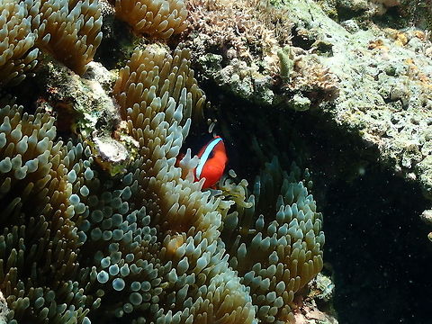 Cinnamon Anemonefish - Amphiprion melanopus  Amphiprion melanopus,Cinnamon Anemonefish,Fall,Geotagged,Indonesia