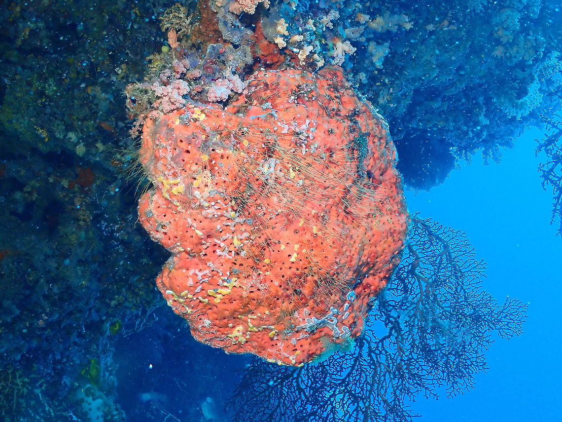 Possibly Agelas sponge I have to find the ID because at first I thought it could be Agelas clathrodes but then I see sp is decribed for the Caribbean so I ahve to check again. BTW, they were massive in the coral walls and have lots of other species living on them like hydroids, corals and ascidians of all kinds. A while ecosystem on their own, these colorful sponges! Agelas,Fall,Geotagged,Indonesia