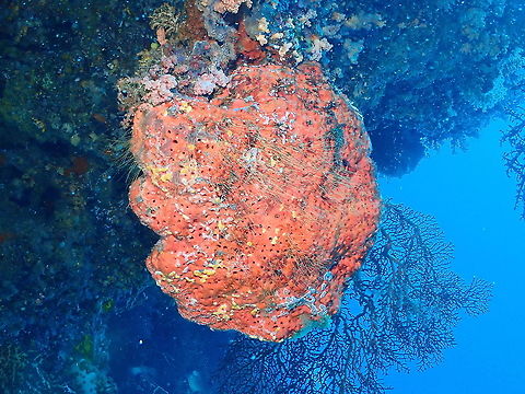 Possibly Agelas sponge I have to find the ID because at first I thought it could be Agelas clathrodes but then I see sp is decribed for the Caribbean so I ahve to check again. BTW, they were massive in the coral walls and have lots of other species living on them like hydroids, corals and ascidians of all kinds. A while ecosystem on their own, these colorful sponges! Agelas,Fall,Geotagged,Indonesia