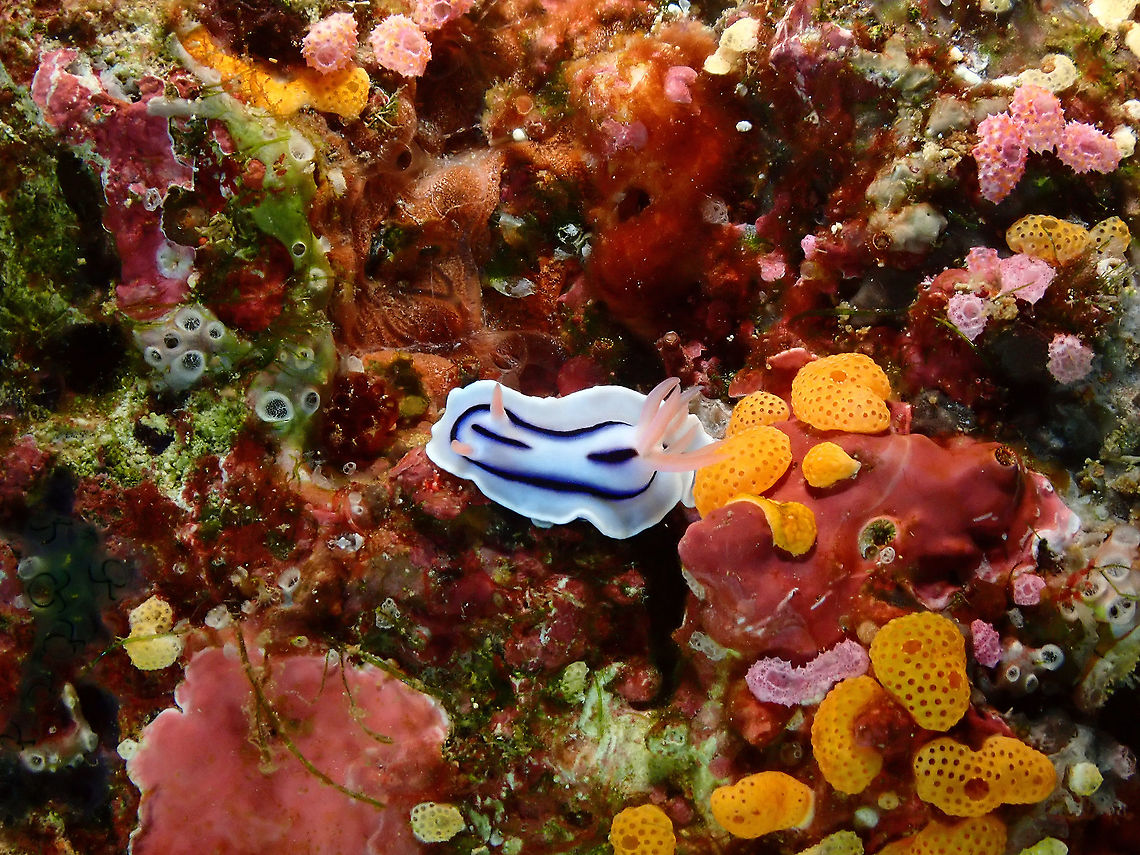 Loch's Chromodoris - Chromodoris lochi Surrounded by all kinds of pretty ascidian. Chromodoris lochi,Fall,Geotagged,Indonesia,Loch's Chromodoris