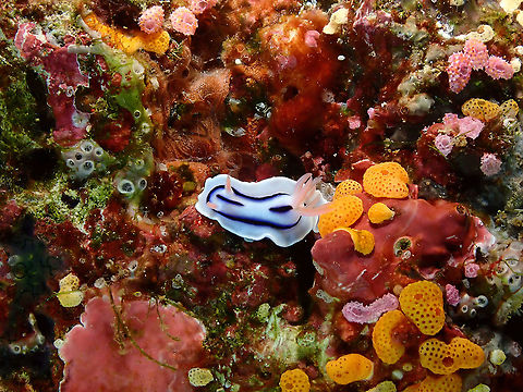Loch's Chromodoris - Chromodoris lochi Surrounded by all kinds of pretty ascidian. Chromodoris lochi,Fall,Geotagged,Indonesia,Loch's Chromodoris