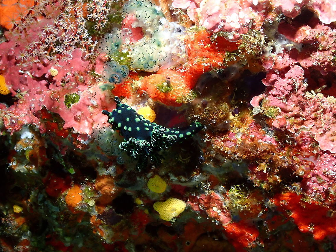 Crested Nembrotha - Nembrotha cristata Also cruising by a very pretty wall full of encrusting sponges and with pretty tunicates as well! Crested Nembrotha,Fall,Geotagged,Indonesia,Nembrotha cristata