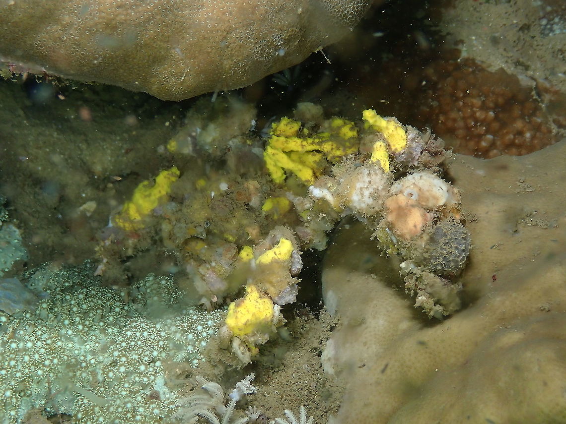 Spider decorator crab - Camposcia retusa Tell me if you find its eye! Camposcia retusa,Fall,Geotagged,Indonesia,Spider decorator crab