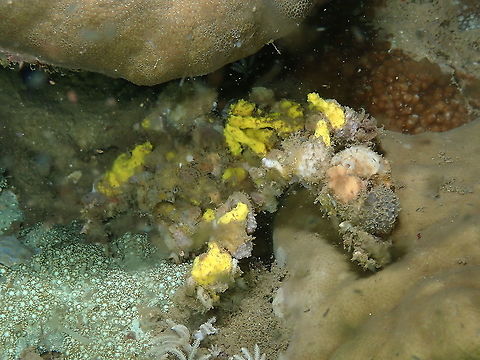 Spider decorator crab - Camposcia retusa Tell me if you find its eye! Camposcia retusa,Fall,Geotagged,Indonesia,Spider decorator crab