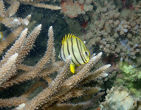 Eight-banded Butterflyfish - Chaetodon octofasciatus  Chaetodon octofasciatus,Eight-banded butterflyfish,Fall,Geotagged,Indonesia