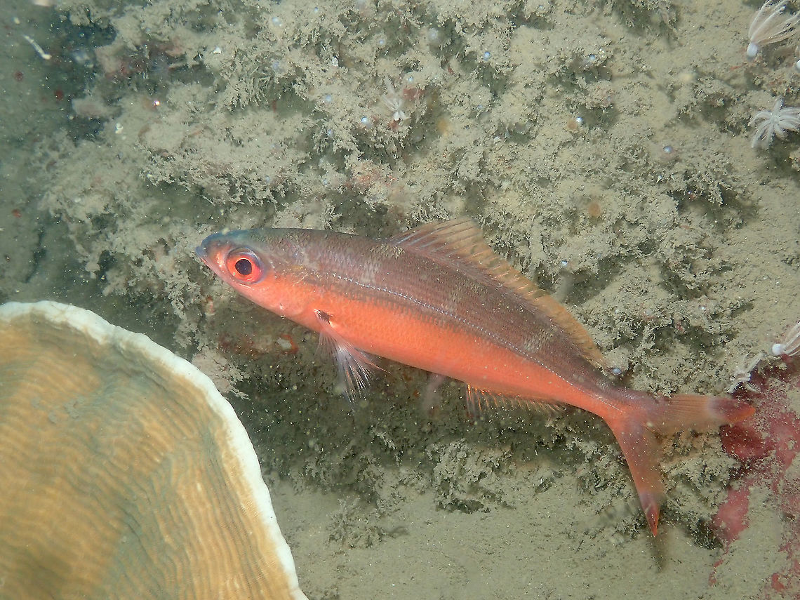 Dark-Banded Fusilier - Pterocaesio tile Night coloration. Dark-banded fusilier,Fall,Geotagged,Indonesia,Pterocaesio tile