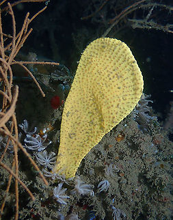 Elephant ear sponge - Ianthella basta In yellow. Elephant ear sponge,Fall,Geotagged,Ianthella basta,Indonesia
