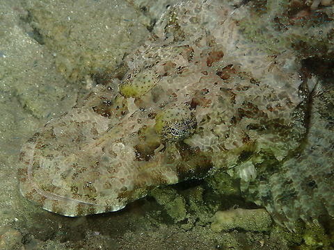 De Beaufort's Flathead - Cymbacephalus beauforti  Cymbacephalus beauforti,Fall,Geotagged,Indonesia
