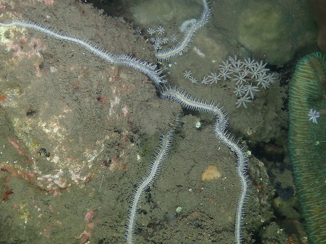 Marten's Brittle Star - Macrophiothrix martensi  Fall,Geotagged,Indonesia,Macrophiothrix martensi,Marten's Brittle Star