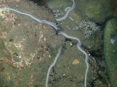 Marten's Brittle Star - Macrophiothrix martensi  Fall,Geotagged,Indonesia,Macrophiothrix martensi,Marten's Brittle Star