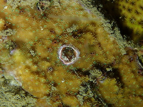 Right Handed Coral Hermit Crab - Paguritta harmsi  Fall,Geotagged,Indonesia,Paguritta harmsi,Right Handed Coral Hermit Crab