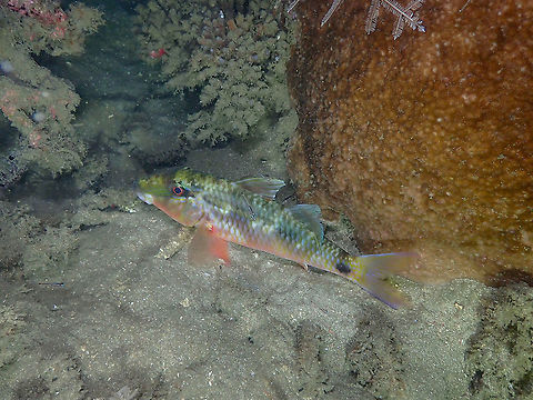 Manybar goatfish - Parupeneus multifasciatus  Fall,Geotagged,Indonesia,Manybar goatfish,Parupeneus multifasciatus