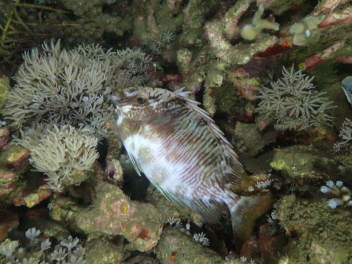Barred spinefoot - Siganus doliatus I was doubting on the species even though it was the only rabbitfish I see with vertical stripes. My doubts were mostly because during the day they are yellow but I was more reassured by this video:<br />
<a href="https://www.shutterstock.com/fr/video/clip-2208136-barred-rabbitfish-siganus-doliatus-sleeping-underwater-fiji" rel="nofollow">https://www.shutterstock.com/fr/video/clip-2208136-barred-rabbitfish-siganus-doliatus-sleeping-underwater-fiji</a><br />
and this other link:<br />
<a href="http://www.picture-worl.org/actinopterygien-nouvelle-caledonie-8b1-siganus-doliatus-guerin-meneville-1829-385.html" rel="nofollow">http://www.picture-worl.org/actinopterygien-nouvelle-caledonie-8b1-siganus-doliatus-guerin-meneville-1829-385.html</a><br />
<br />
So the fish is just wearing its pyjamas :-) Fall,Geotagged,Indonesia,Siganus doliatus